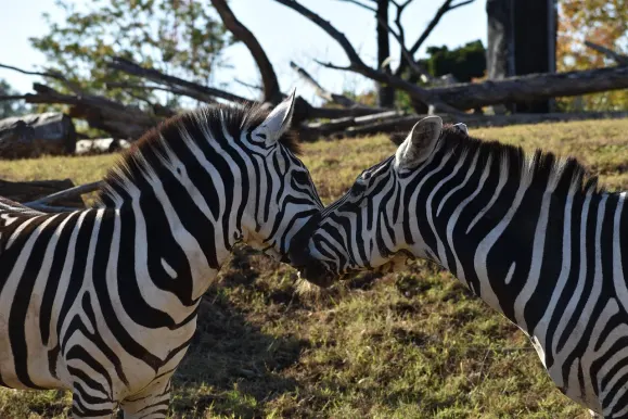 Казино Хот Лайн Поддръжка